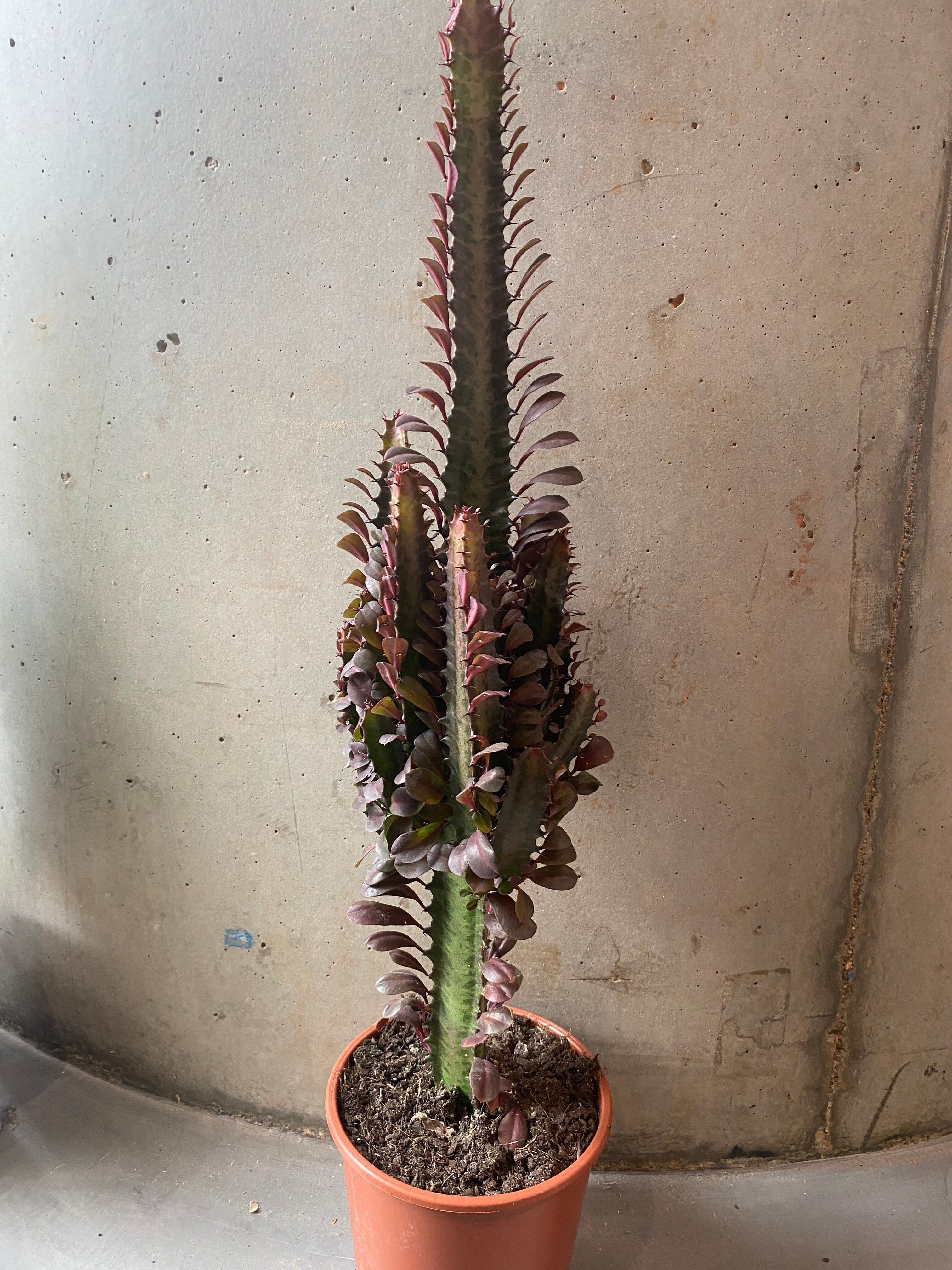 Euthorbia Gem - Rojo