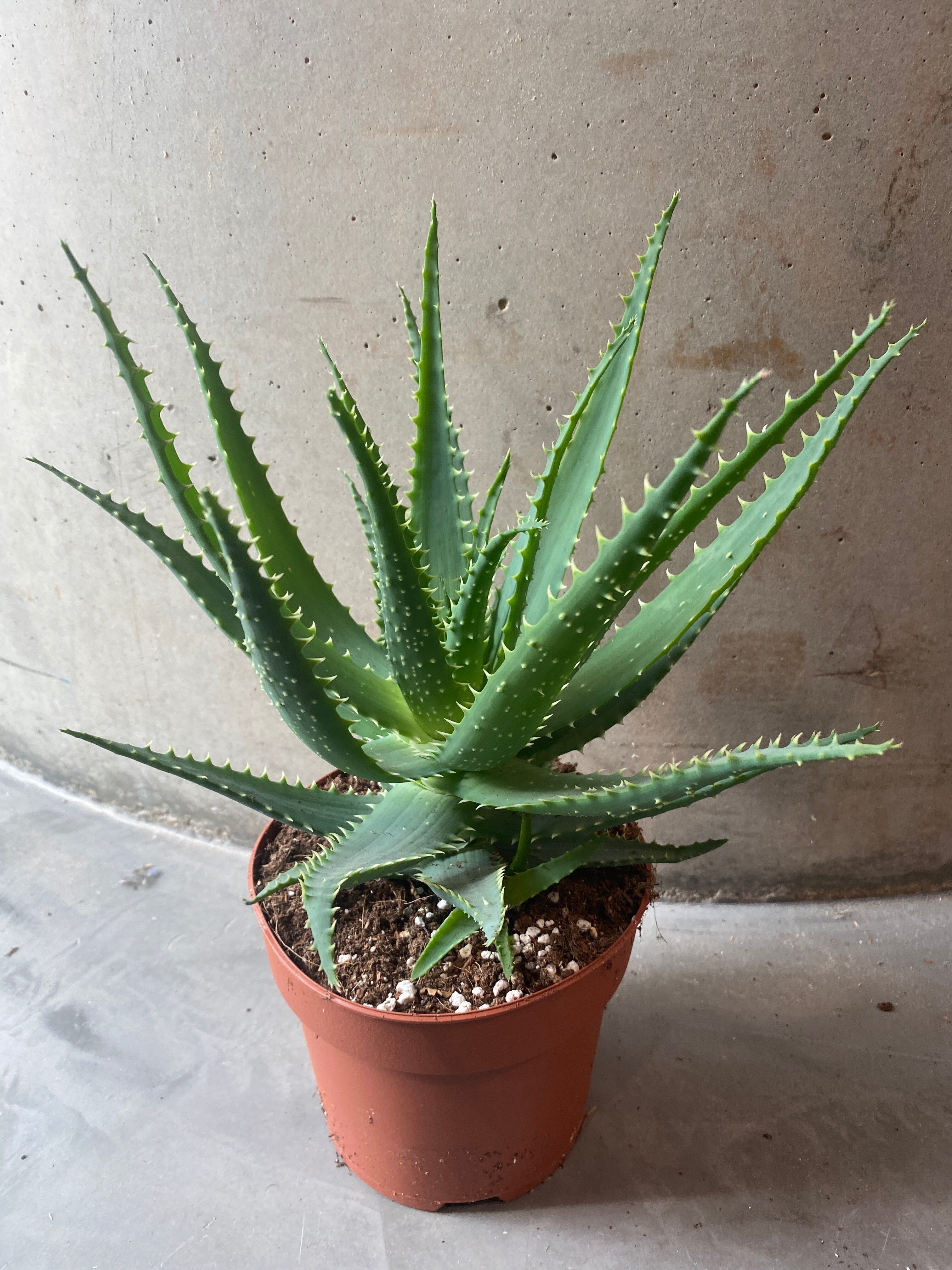 Aloe vera - Espinoso