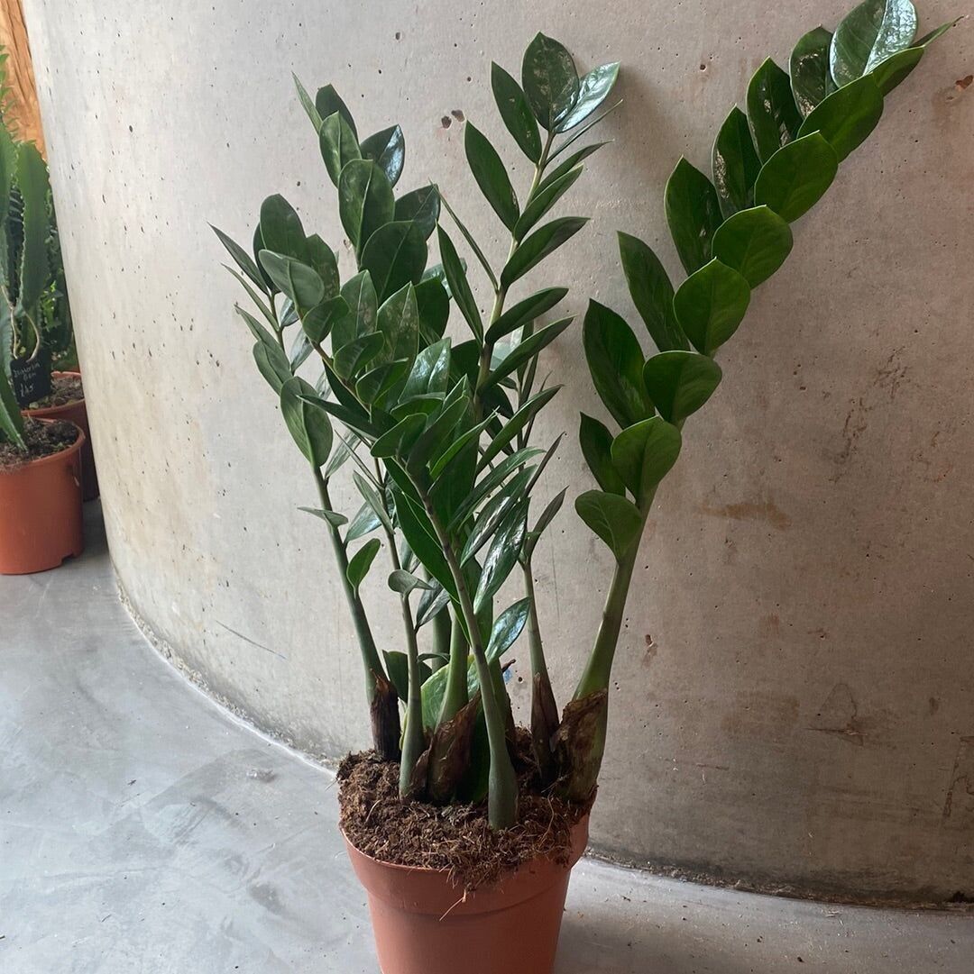 Zamioculcas - ZZ 60cm