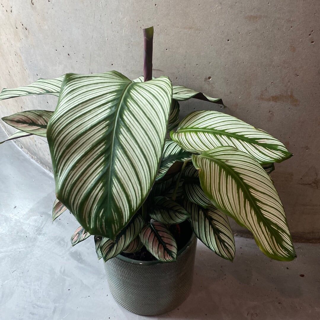 Planta de oración Calethea - 50cm