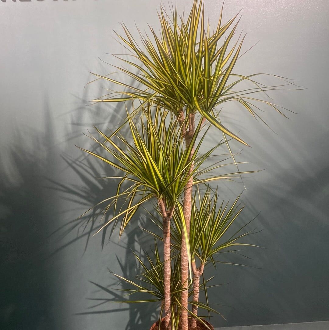 Dracaena Marginata - Árbol dragón - Grande 150 cm