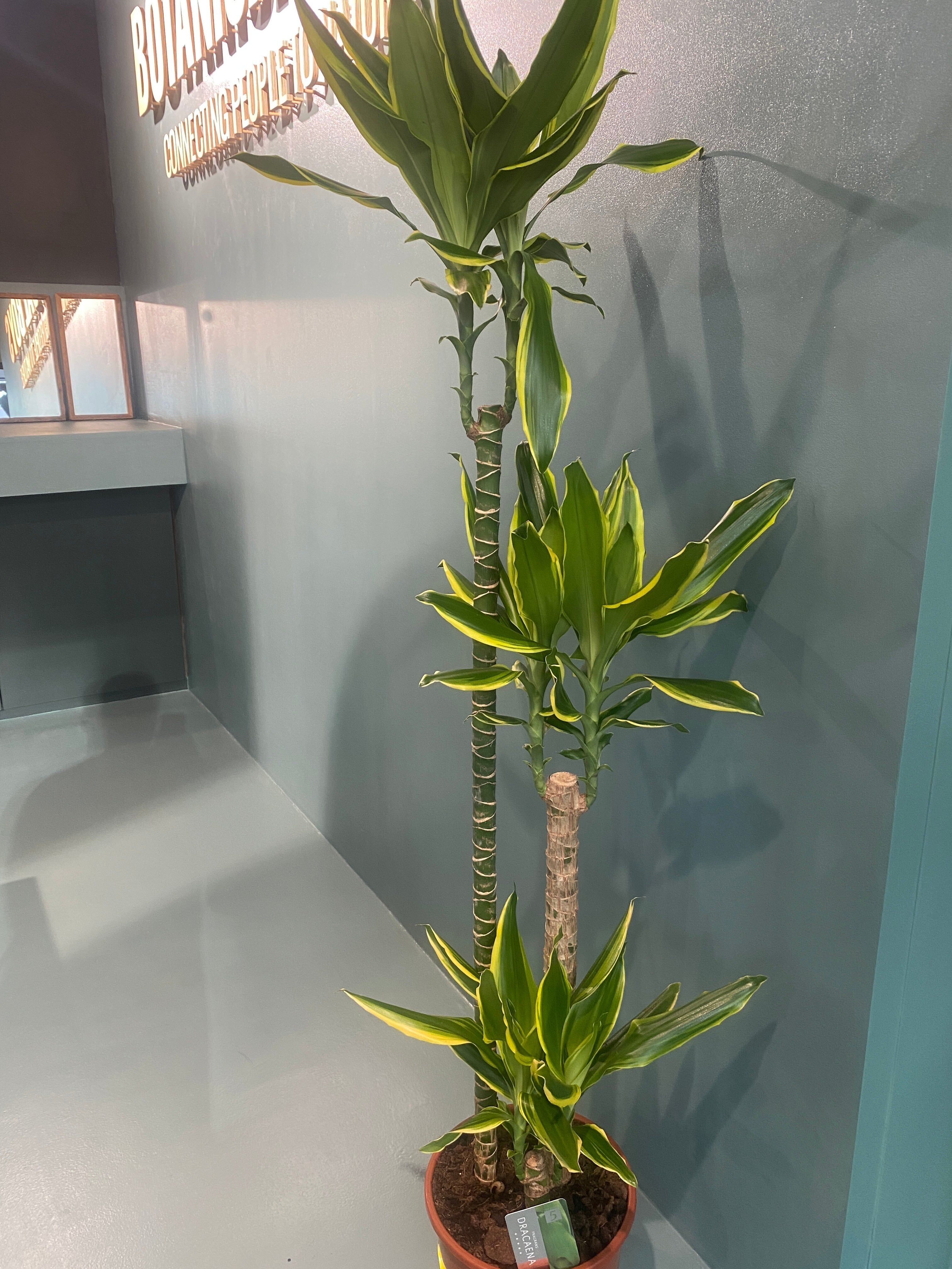 Dracaena Marginata Golden Coast - Árbol dragón - Grande