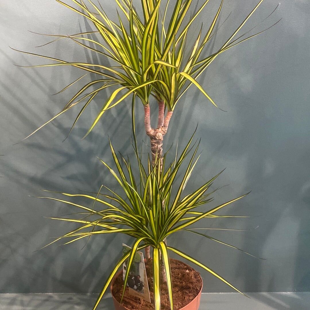 Dracaena Marginata - Árbol dragón - 85 cm de alto