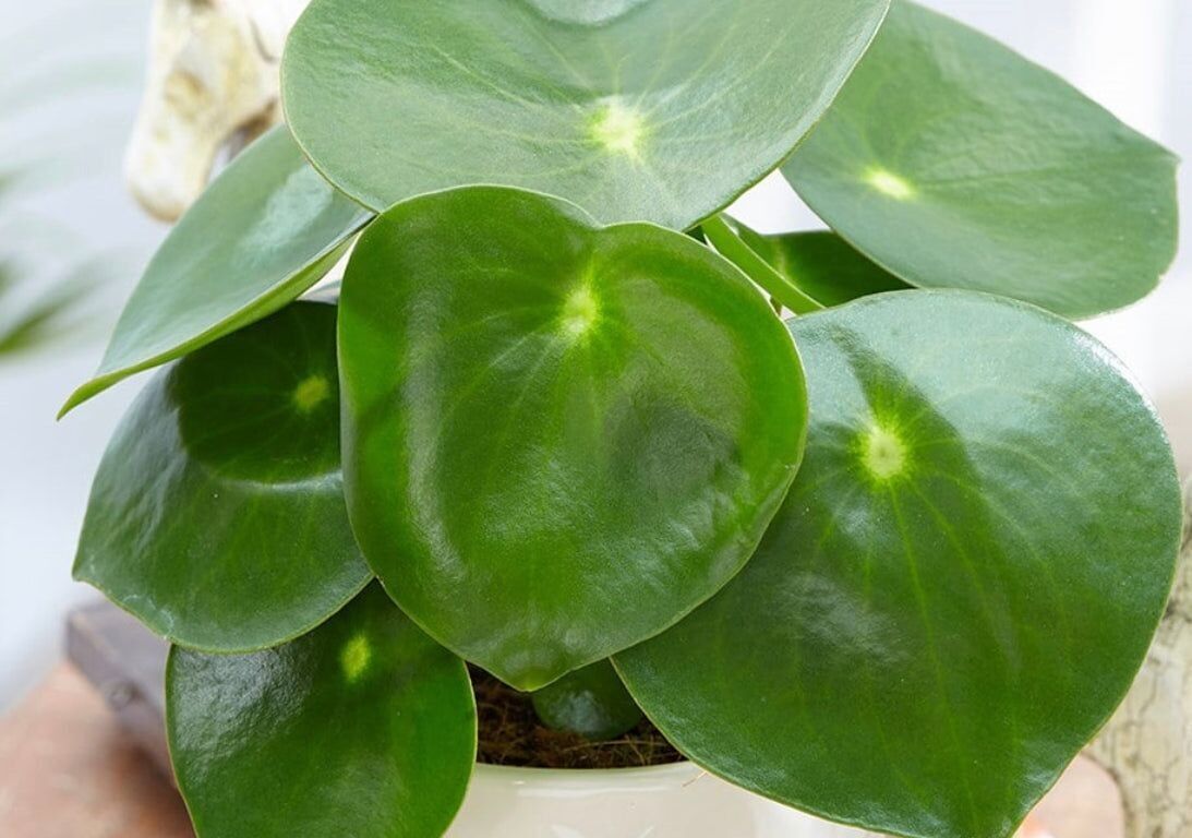 Pilea Pepperomia - Gota de lluvia con maceta incluida - 12cm