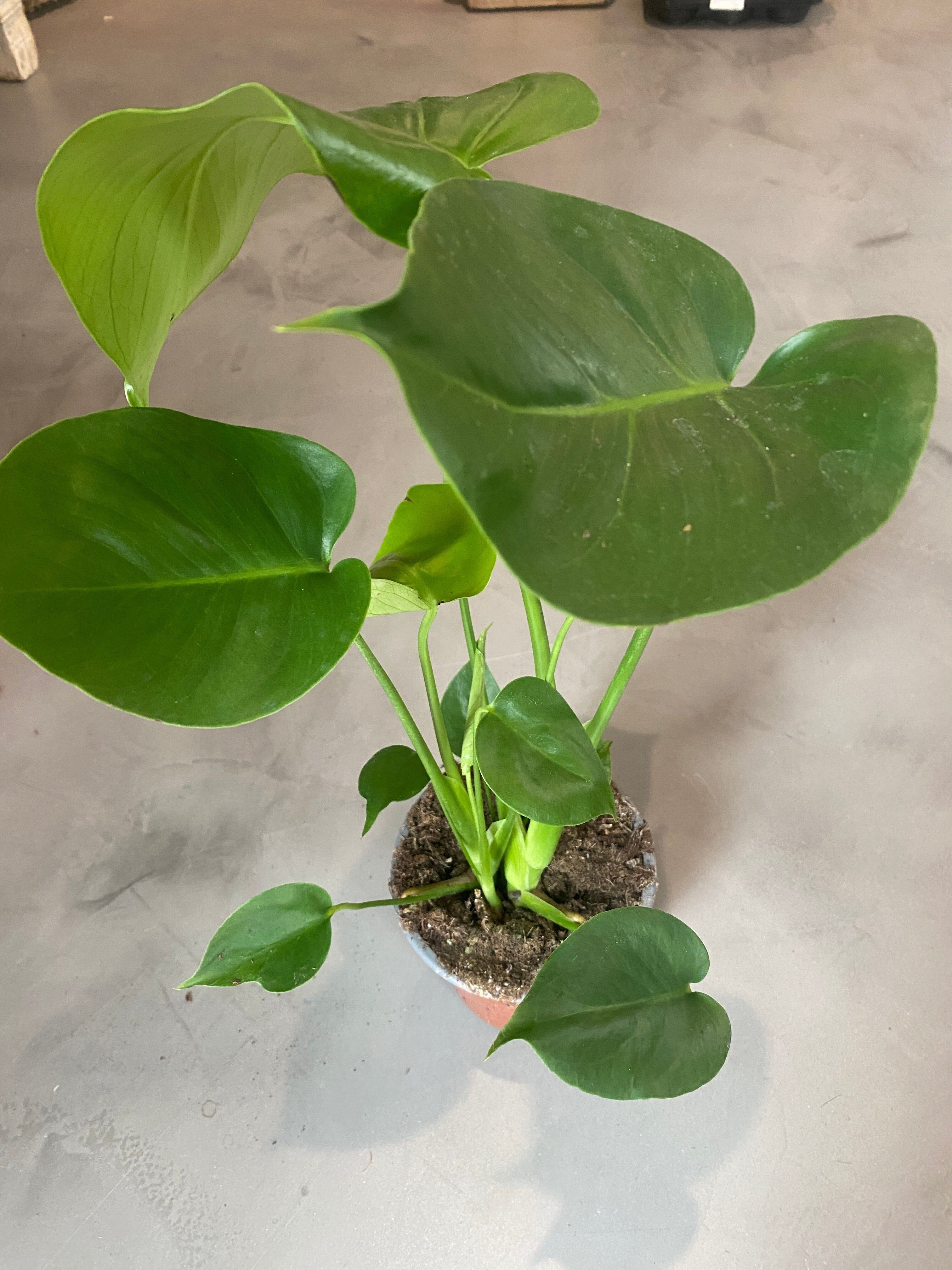 Monstera - Pequeña 12x50cm