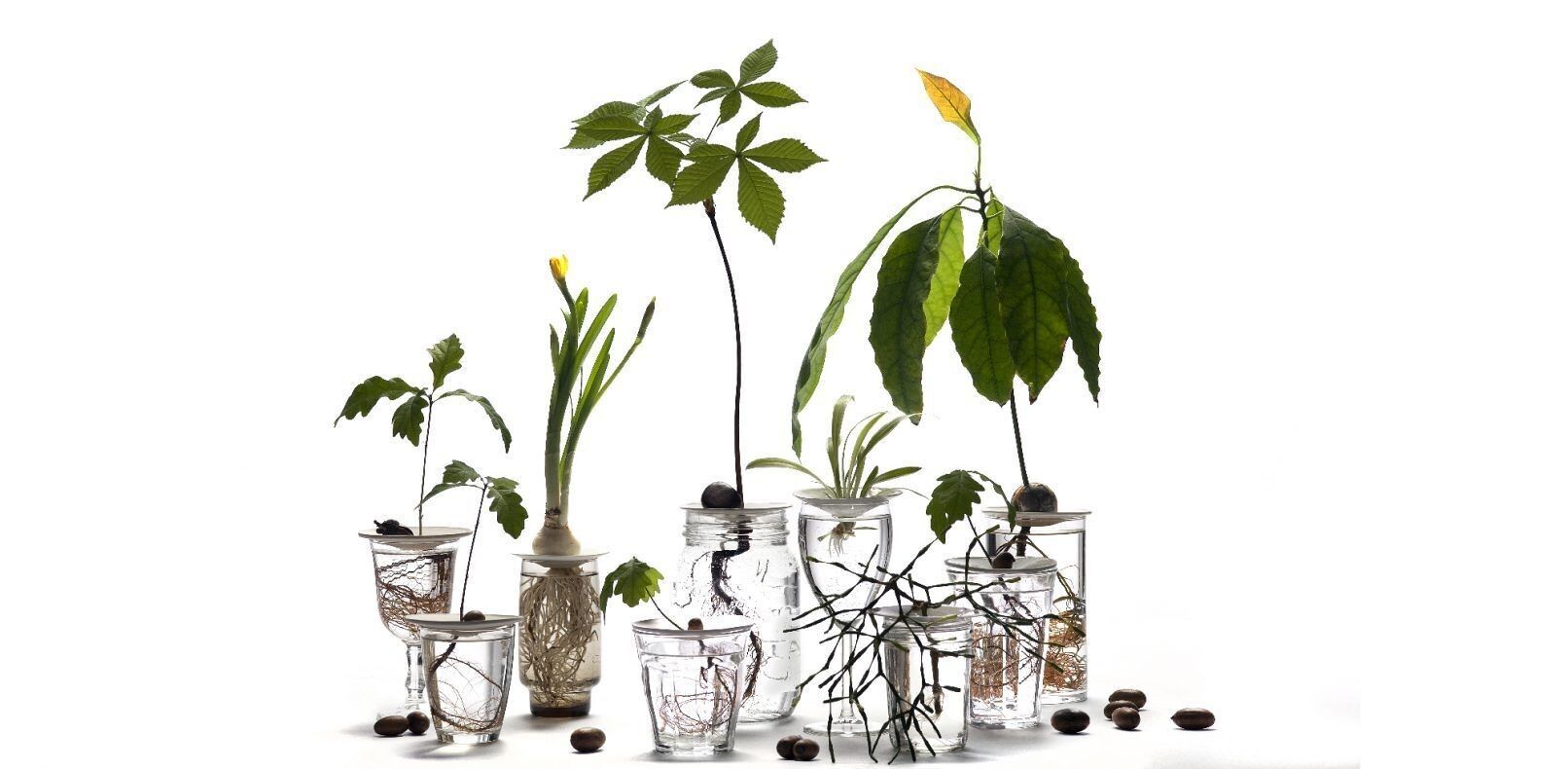 Set de regalo de germinación y propagación