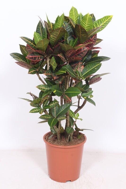 Crotón Iceton 90 cm alto x 24 cm profundidad