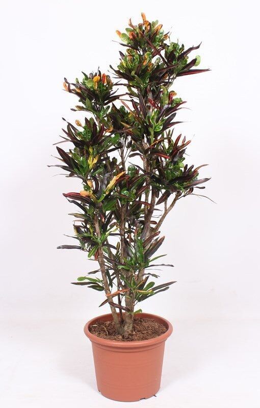 Croton Mammi 160 cm alto x 40 cm profundidad