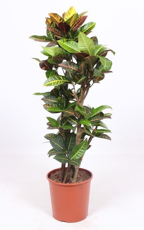 Crotona Petra 130 cm alto x 30 cm profundidad