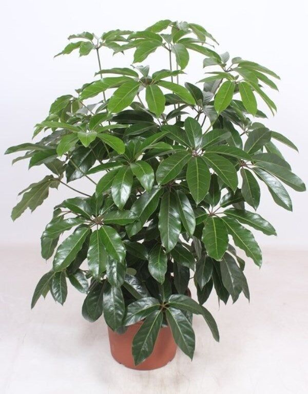 Schefflera Amate: 130 cm di altezza x 40 cm di profondità