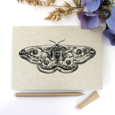 Carte pliante en papier d'herbe, Peacock Moth