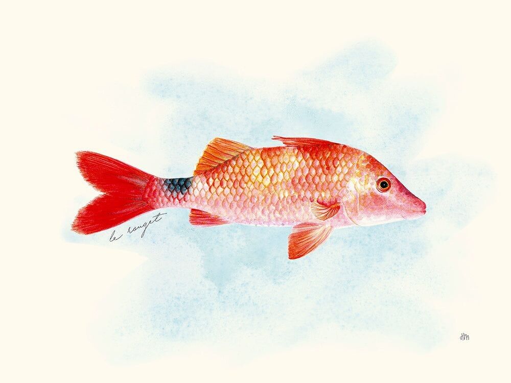The Red Mullet