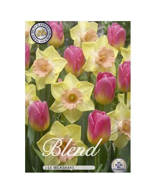 Dutch Finest Quality Blumenzwiebeln Tulpen/Narzissen Kombination in den Farben Milkshake 15 Zwiebeln Größe 12/14cm H 40 cm