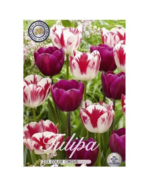 Blumenzwiebeln feinster niederländischer Qualität - Tulip Triumph Colour Circus 20 Zwiebeln