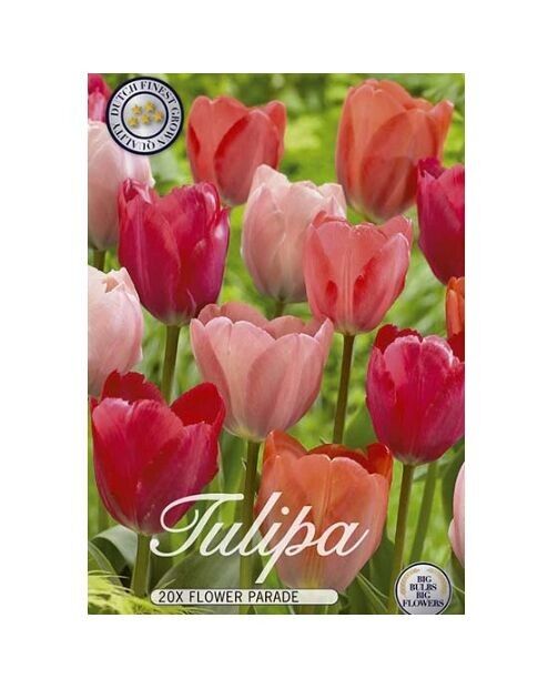 Bulbos de flores de la mejor calidad holandesa: Tulipán Triumph Flower Parade 15 bulbos