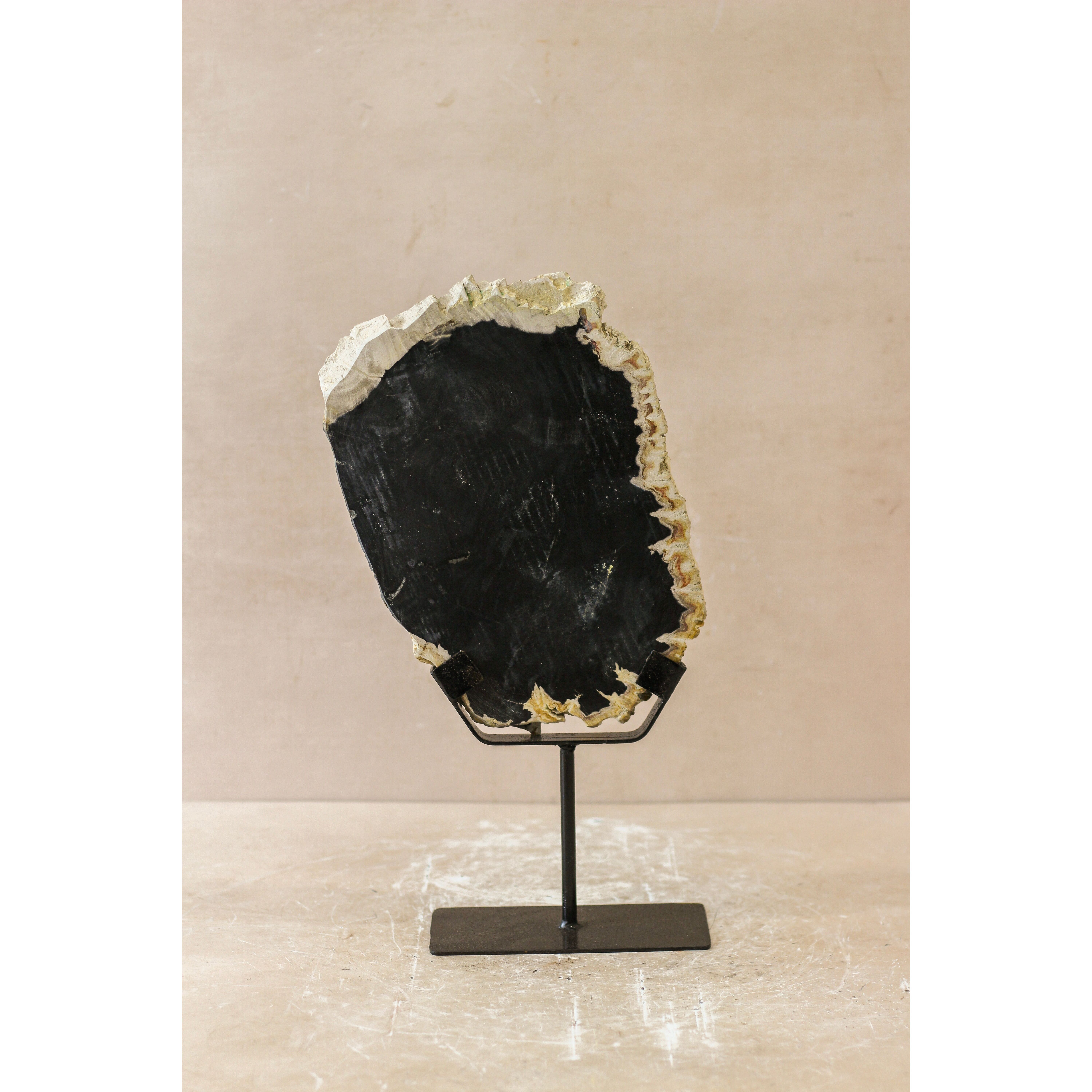 Versteinertes Holz Display - Nr. 3