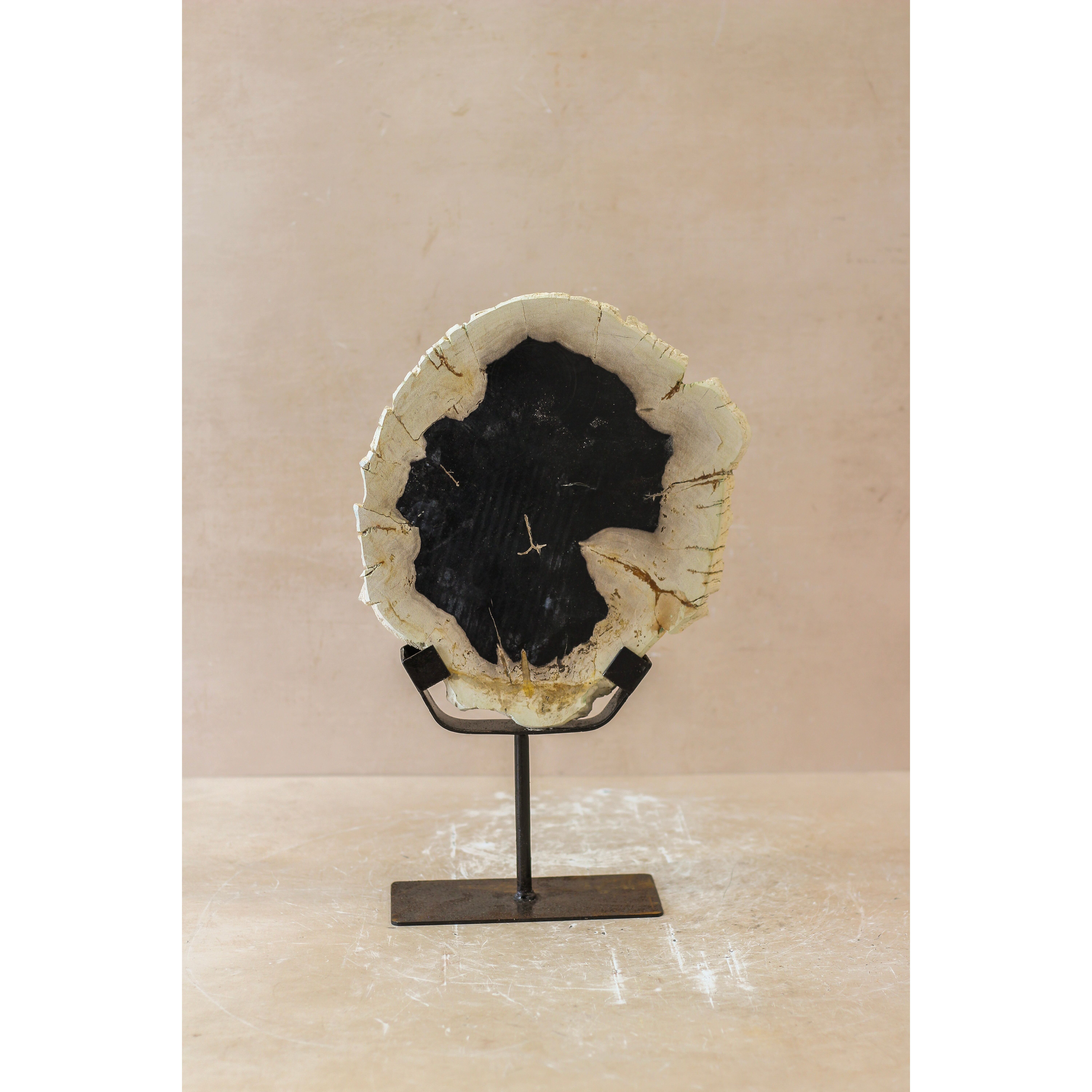 Versteinertes Holz Display - Nr. 1