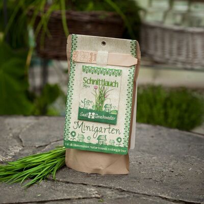 Mini jardín - cebollino