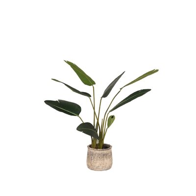Homenegoziocittà Strelitzia - Groen - Kunststof - 100 cm