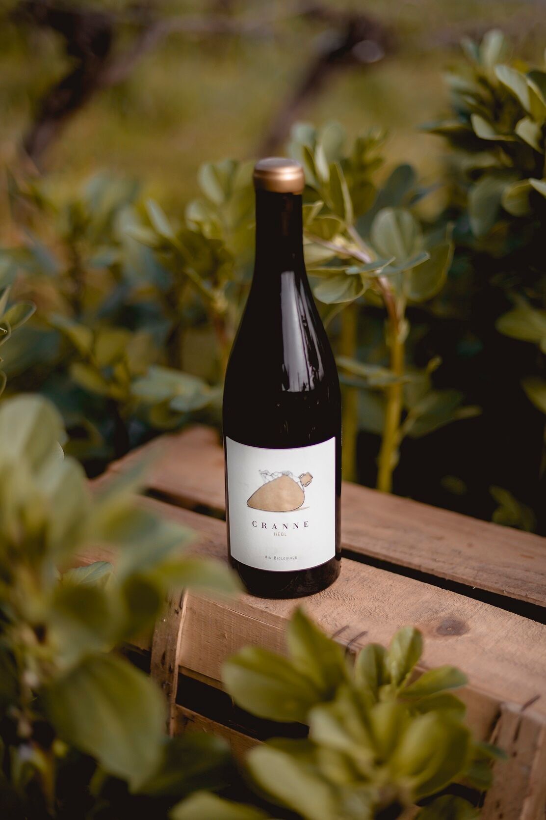 Vin Blanc Moelleux Bio Grand Amphore "CRANNE Héol" 97/100
