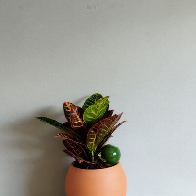 Mini ollas para plantar - verde