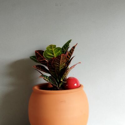 Ollas to plant - red