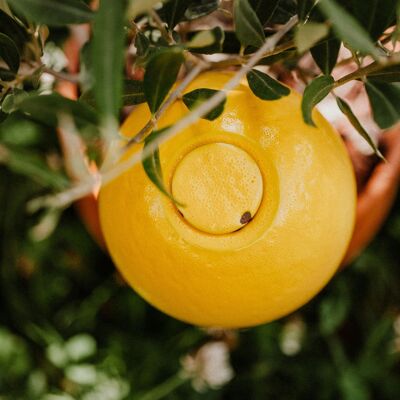 Ollas amarillas plantables - 40 cl