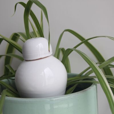 Ollas Sabeur à planter blanc- 40 cl