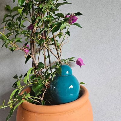 Ollas Sabeur to plant - duck blue
