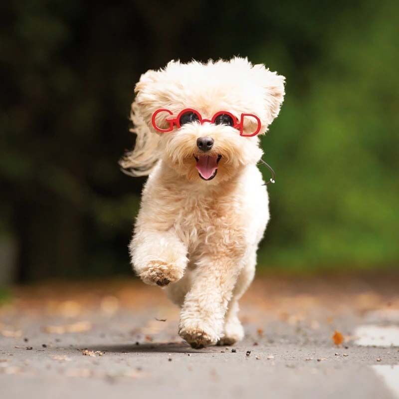 Hundesonnenbrille – Fantasy Good