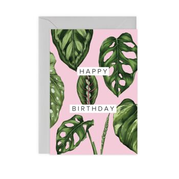 Plantes d'intérieur - Joyeux anniversaire 2