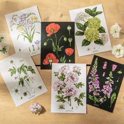 SPECIES POSTCARDS - Pack of 6