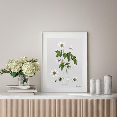 Anemone Art - Print A4