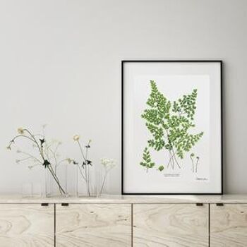 Maidenhair Fern-Art Print A4