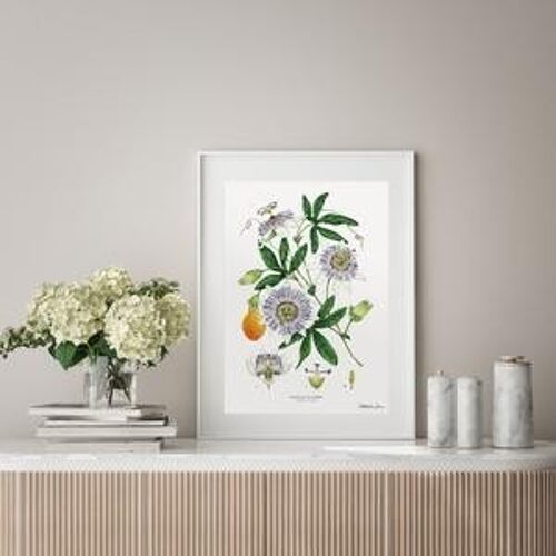 Passion Flower White - Art Print A4
