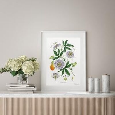 Fleur de la passion blanc - impression d'Art A4