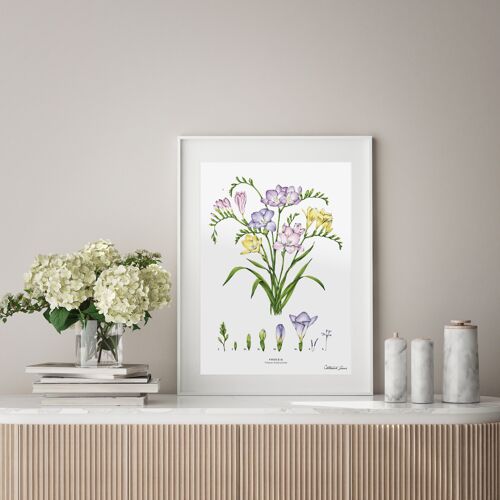 Freesia - Art Print A4