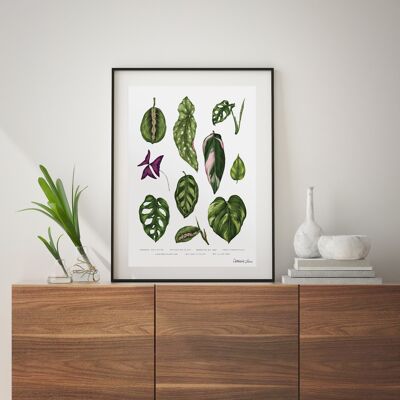 Houseplants - Art Print A4