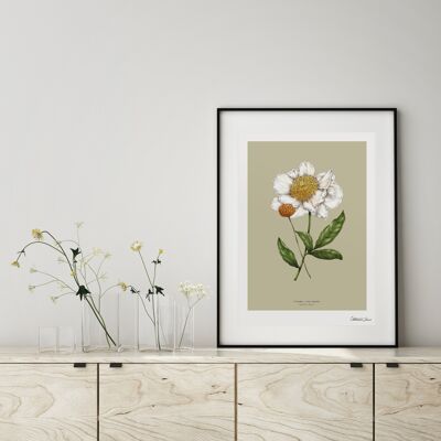 Frühlingsblüte Pfingstrose - Kunstdruck A4