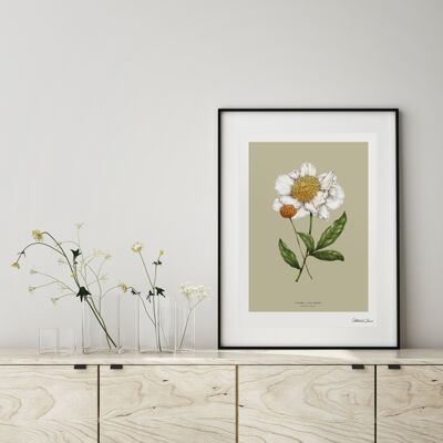 Peonia in fiore primaverile - Stampa artistica A4