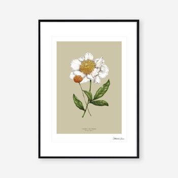 Fleur de printemps pivoine - Art Print A4 2