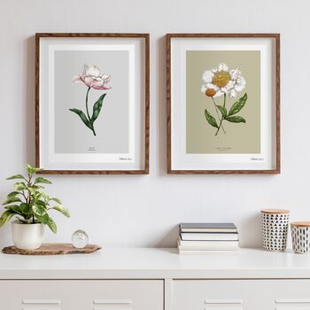 Fleur de printemps pivoine - Art Print A4 3