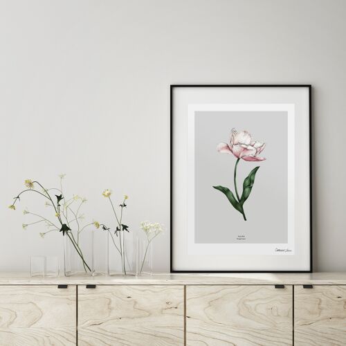 Spring Blossom Tulip - Art Print A4