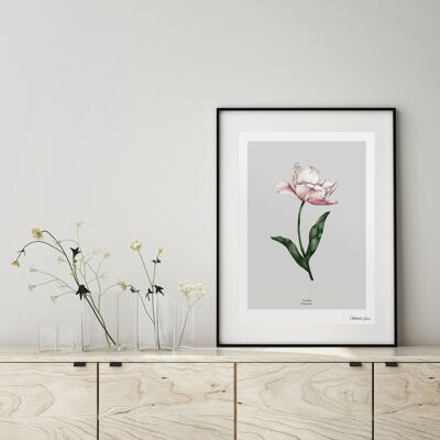 Tulipán de flor de primavera - Lámina A4