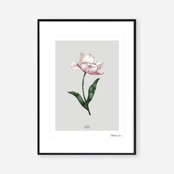 Tulipe de fleur de printemps - Art Print A4 2