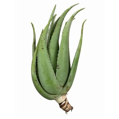 Pianta  di Aloe Vera Adulta  - Talea di Aloe Vera