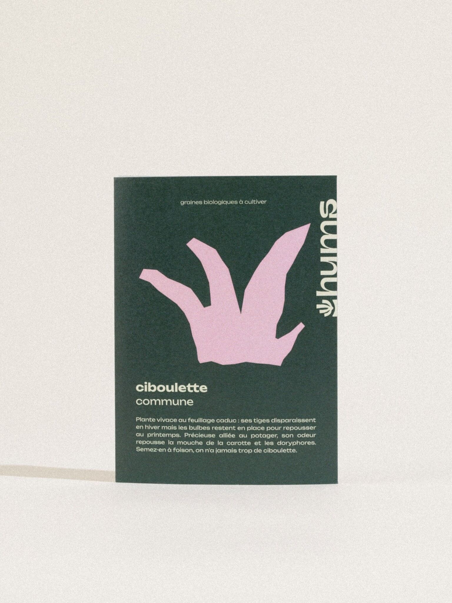 erba cipollina comune