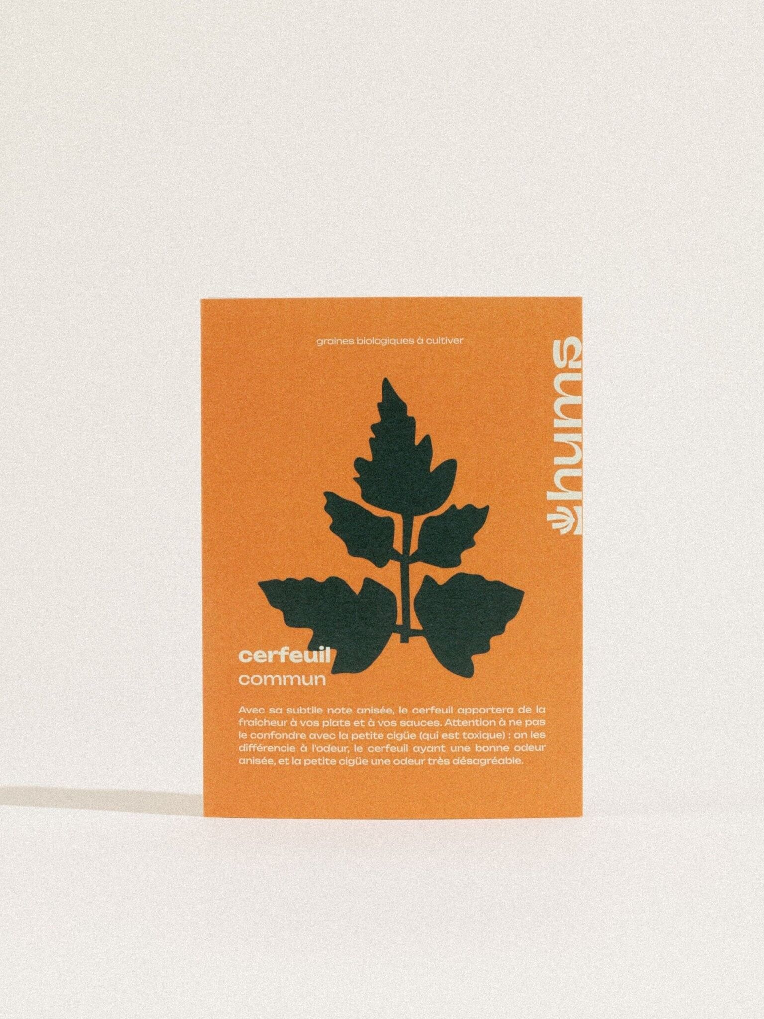 Gewöhnlicher Kerbel