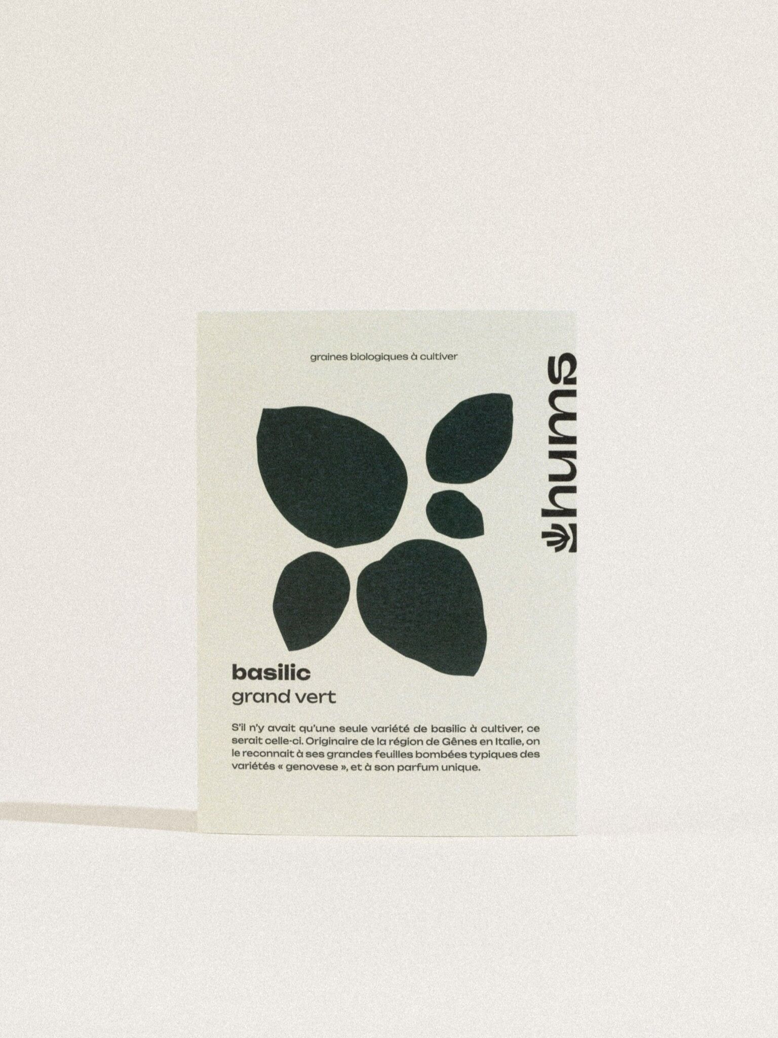 großes grünes Basilikum