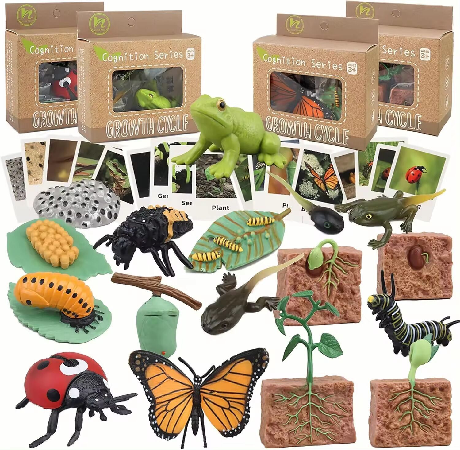 Life Cycle Toys Animal Figurines Teaching Aids